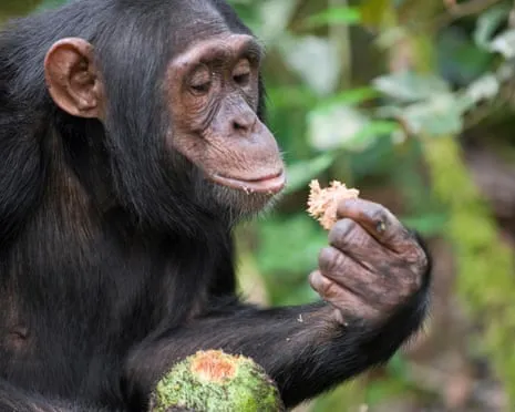 Chimpanzees Drink Everyday Ethanol Equivalent to a Beer from Fermented Figs
